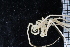  ( - ZMBN_104976)  @11 [ ] CreativeCommons - Attribution Non-Commercial Share-Alike (2016) University of Bergen Natural History Collections