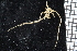  ( - ZMBN_104980)  @11 [ ] CreativeCommons - Attribution Non-Commercial Share-Alike (2016) University of Bergen Natural History Collections