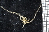 ( - ZMBN_104980)  @11 [ ] CreativeCommons - Attribution Non-Commercial Share-Alike (2016) University of Bergen Natural History Collections
