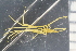  ( - ZMBN_104981)  @11 [ ] CreativeCommons - Attribution Non-Commercial Share-Alike (2016) University of Bergen Natural History Collections