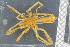  ( - ZMBN_104985)  @11 [ ] CreativeCommons - Attribution Non-Commercial Share-Alike (2016) University of Bergen Natural History Collections