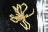  ( - ZMBN_104986)  @11 [ ] CreativeCommons - Attribution Non-Commercial Share-Alike (2016) University of Bergen Natural History Collections