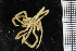  ( - ZMBN_104986)  @11 [ ] CreativeCommons - Attribution Non-Commercial Share-Alike (2016) University of Bergen Natural History Collections