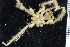  ( - ZMBN_104987)  @11 [ ] CreativeCommons - Attribution Non-Commercial Share-Alike (2016) University of Bergen Natural History Collections