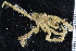  ( - ZMBN_104987)  @11 [ ] CreativeCommons - Attribution Non-Commercial Share-Alike (2016) University of Bergen Natural History Collections