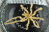  ( - ZMBN_106264)  @11 [ ] CreativeCommons - Attribution Non-Commercial Share-Alike (2016) University of Bergen Natural History Collections