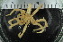  ( - ZMBN_106265)  @11 [ ] CreativeCommons - Attribution Non-Commercial Share-Alike (2016) University of Bergen Natural History Collections