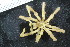  ( - ZMBN_106281)  @11 [ ] CreativeCommons - Attribution Non-Commercial Share-Alike (2016) University of Bergen Natural History Collections