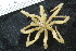  ( - ZMBN_106281)  @11 [ ] CreativeCommons - Attribution Non-Commercial Share-Alike (2016) University of Bergen Natural History Collections