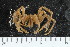  ( - ZMBN_106286)  @11 [ ] CreativeCommons - Attribution Non-Commercial Share-Alike (2016) University of Bergen Natural History Collections