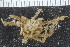  ( - ZMBN_106287)  @11 [ ] CreativeCommons - Attribution Non-Commercial Share-Alike (2016) University of Bergen Natural History Collections