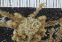 ( - ZMBN_106287)  @11 [ ] CreativeCommons - Attribution Non-Commercial Share-Alike (2016) University of Bergen Natural History Collections