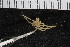  ( - ZMBN_106288)  @11 [ ] CreativeCommons - Attribution Non-Commercial Share-Alike (2016) University of Bergen Natural History Collections