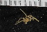  ( - ZMBN_106288)  @11 [ ] CreativeCommons - Attribution Non-Commercial Share-Alike (2016) University of Bergen Natural History Collections