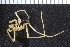  ( - ZMBN_106289)  @11 [ ] CreativeCommons - Attribution Non-Commercial Share-Alike (2016) University of Bergen Natural History Collections