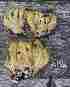  ( - O-F 296259)  @11 [ ] Unspecified (default): All Rights Reserved  Unspecified Unspecified