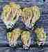  (Ramaria gypsea - O-F 296259)  @11 [ ] Unspecified (default): All Rights Reserved  Unspecified Unspecified