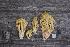  (Ramaria sanguinea - O-F 296324)  @11 [ ] Unspecified (default): All Rights Reserved  Unspecified Unspecified