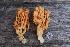  (Ramaria sp. anjan - O-F 294280)  @11 [ ] Unspecified (default): All Rights Reserved  Unspecified Unspecified
