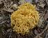  (Ramaria eosanguinea - O-F 294430)  @11 [ ] Unspecified (default): All Rights Reserved  Unspecified Unspecified