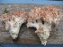  (Ramaria rubrievanescens sensu Christan - O-F 294433)  @11 [ ] Unspecified (default): All Rights Reserved  Unspecified Unspecified