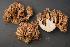  (Ramaria botrytis - O-F 294434)  @11 [ ] Unspecified (default): All Rights Reserved  Unspecified Unspecified