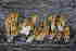  ( - O-F 296425)  @11 [ ] Unspecified (default): All Rights Reserved  Unspecified Unspecified