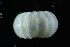  (Leptochiton sp. A_NM - ZMBN-146796)  @11 [ ] Creative Commons BY NC SA (2022) University of Bergen Natural History Collections