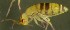  (Orchesella bifasciata - Norcoll-168)  @12 [ ] CreativeCommons - Attribution Non-Commercial Share-Alike (2014) Arne Fjellberg Arne Fjellberg Entomological Research