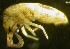  ( - Norcoll-187)  @11 [ ] CreativeCommons - Attribution Non-Commercial Share-Alike (2014) Arne Fjellberg Arne Fjellberg Entomological Research