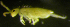  (Entomobrya lanuginosa - Nordcoll-399)  @12 [ ] CreativeCommons - Attribution Non-Commercial Share-Alike (2015) Arne Fjellberg Arne Fjellberg Entomological Research