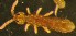 ( - Nordcoll-401)  @11 [ ] CreativeCommons - Attribution Non-Commercial Share-Alike (2015) Arne Fjellberg Arne Fjellberg Entomological Research