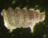  ( - Nordcoll-405)  @11 [ ] CreativeCommons - Attribution Non-Commercial Share-Alike (2015) Arne Fjellberg Arne Fjellberg Entomological Research