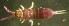  ( - Nordcoll-440)  @12 [ ] CreativeCommons - Attribution Non-Commercial Share-Alike (2015) Arne Fjellberg Arne Fjellberg Entomological Research