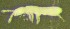  ( - Nordcoll-256)  @11 [ ] CreativeCommons - Attribution Non-Commercial Share-Alike (2015) Arne Fjellberg Arne Fjellberg Entomological Research