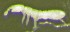  ( - Nordcoll-258)  @11 [ ] CreativeCommons - Attribution Non-Commercial Share-Alike (2015) Arne Fjellberg Arne Fjellberg Entomological Research