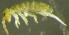  ( - Nordcoll-275)  @11 [ ] CreativeCommons - Attribution Non-Commercial Share-Alike (2015) Arne Fjellberg Arne Fjellberg Entomological Research