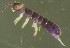  ( - Nordcoll-287)  @11 [ ] CreativeCommons - Attribution Non-Commercial Share-Alike (2015) Arne Fjellberg Arne Fjellberg Entomological Research