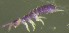  ( - Nordcoll-288)  @11 [ ] CreativeCommons - Attribution Non-Commercial Share-Alike (2015) Arne Fjellberg Arne Fjellberg Entomological Research