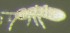  ( - Nordcoll-290)  @11 [ ] CreativeCommons - Attribution Non-Commercial Share-Alike (2015) Arne Fjellberg Arne Fjellberg Entomological Research