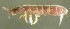  ( - Nordcoll-299)  @12 [ ] CreativeCommons - Attribution Non-Commercial Share-Alike (2015) Arne Fjellberg Arne Fjellberg Entomological Research