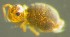  (Gisinianus - Nordcoll-319)  @13 [ ] CreativeCommons - Attribution Non-Commercial Share-Alike (2015) Arne Fjellberg Arne Fjellberg Entomological Research