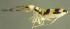  ( - Nordcoll-352)  @11 [ ] CreativeCommons - Attribution Non-Commercial Share-Alike (2015) Arne Fjellberg Arne Fjellberg Entomological Research