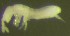  (Folsomia bisetosella - Nordcoll-364)  @11 [ ] CreativeCommons - Attribution Non-Commercial Share-Alike (2015) Arne Fjellberg Arne Fjellberg Entomological Research