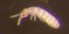  ( - Nordcoll-517)  @11 [ ] CreativeCommons - Attribution Non-Commercial Share-Alike (2015) Arne Fjellberg Arne Fjellberg Entomological Research