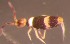  ( - Nordcoll-527)  @12 [ ] CreativeCommons - Attribution Non-Commercial Share-Alike (2015) Arne Fjellberg Arne Fjellberg Entomological Research