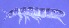  ( - Norcoll-022)  @13 [ ] CreativeCommons - Attribution Share-Alike (2014) Arne Fjellberg Arne Fjellberg Entomological Research