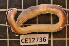  ( - CE12736)  @11 [ ] CreativeCommons - Attribution Non-Commercial Share-Alike (2011) Department of Zoology, University of Gothenburg Department of Zoology, University of Gothenburg