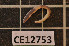  (Satchellius - CE12753)  @13 [ ] CreativeCommons - Attribution Non-Commercial Share-Alike (2011) Department of Zoology, University of Gothenburg Department of Zoology, University of Gothenburg