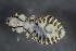  ( - NHMO-DAR-16722)  @11 [ ] by (2022) Unspecified University of Oslo, Natural History Museum